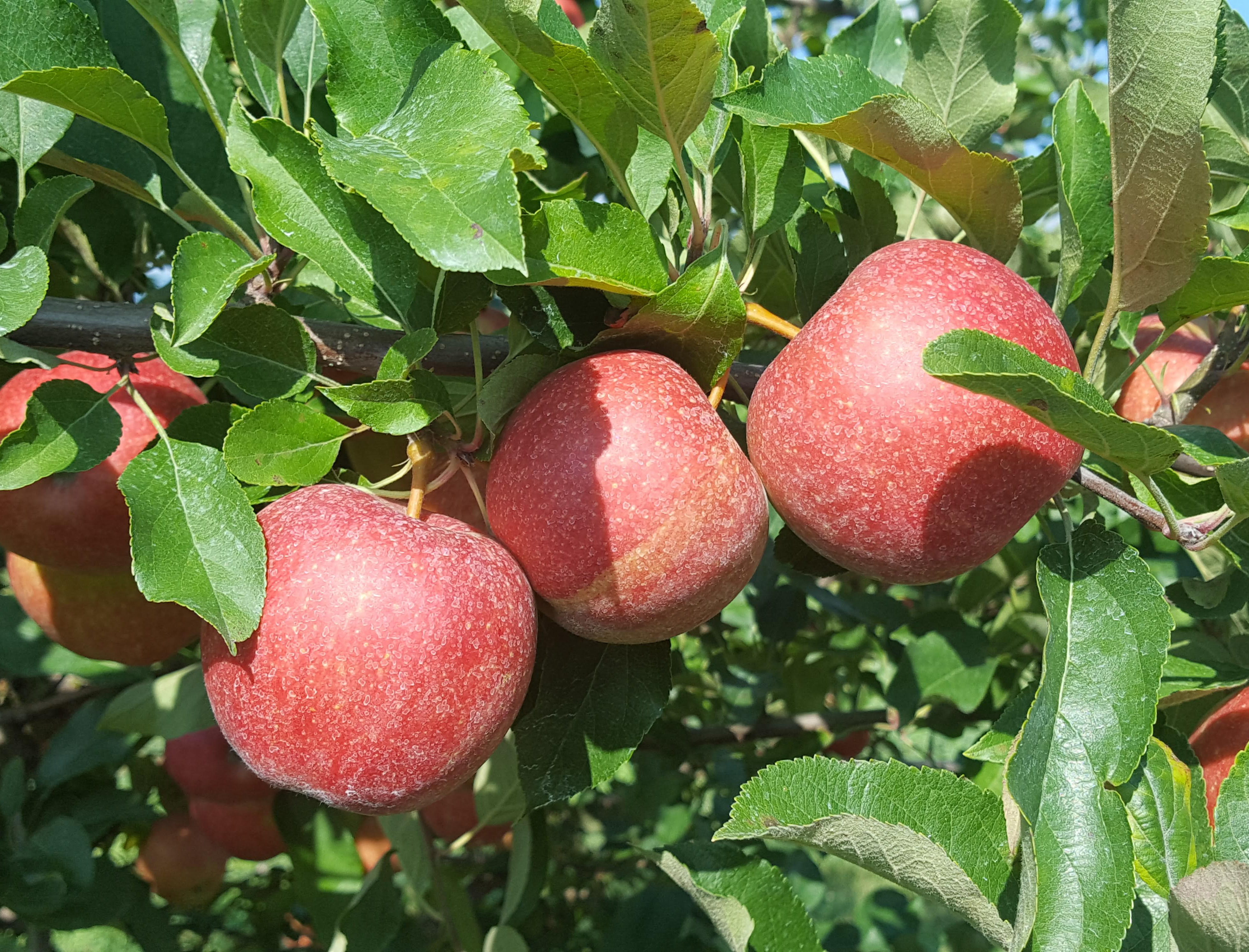 Gala apples